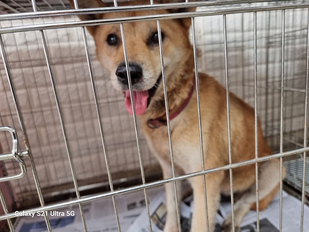 종료(반환) 진도견…